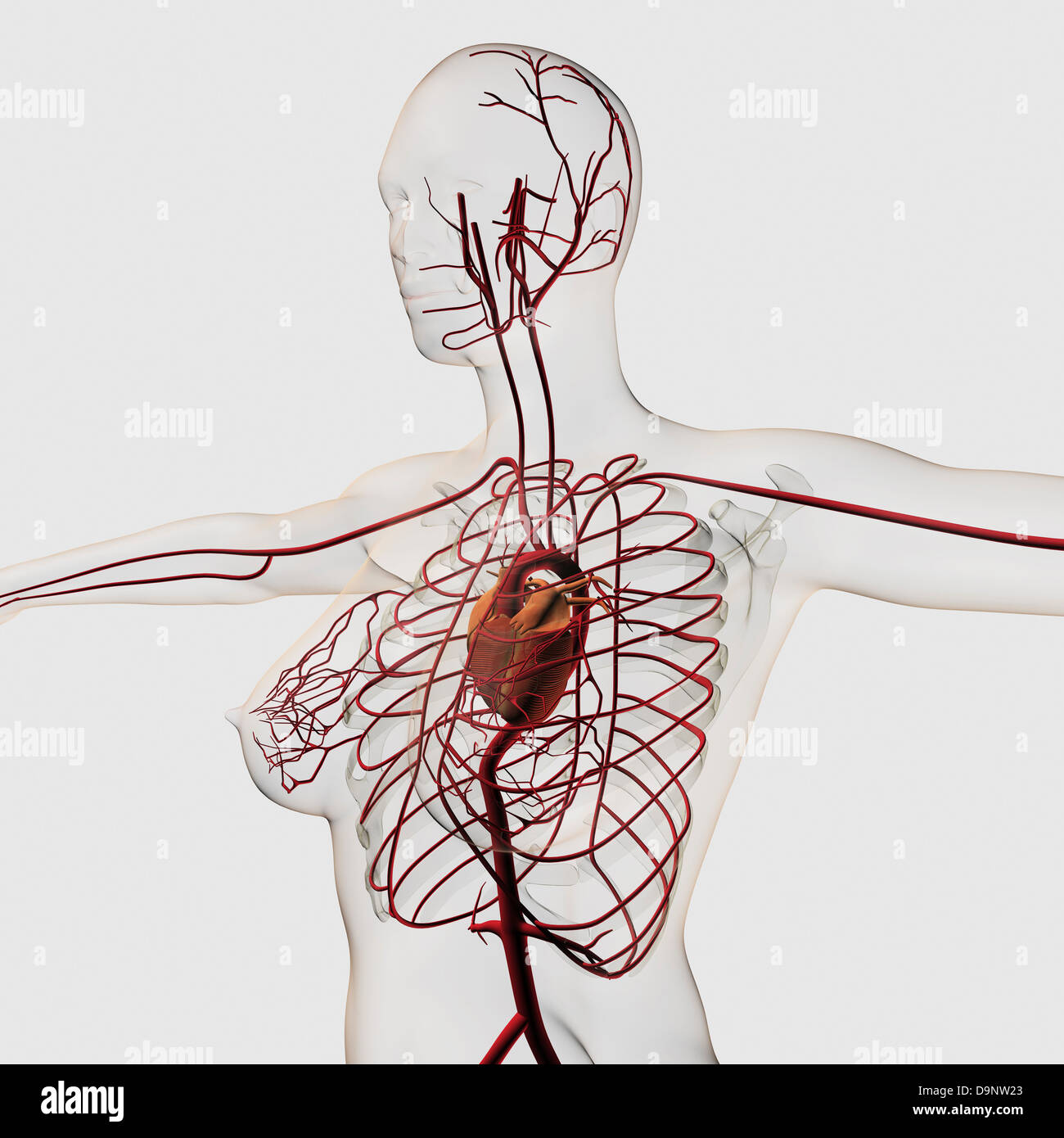 Medical illustration of female circulatory system with heart and arteries visible, three dimensional view. Stock Photo