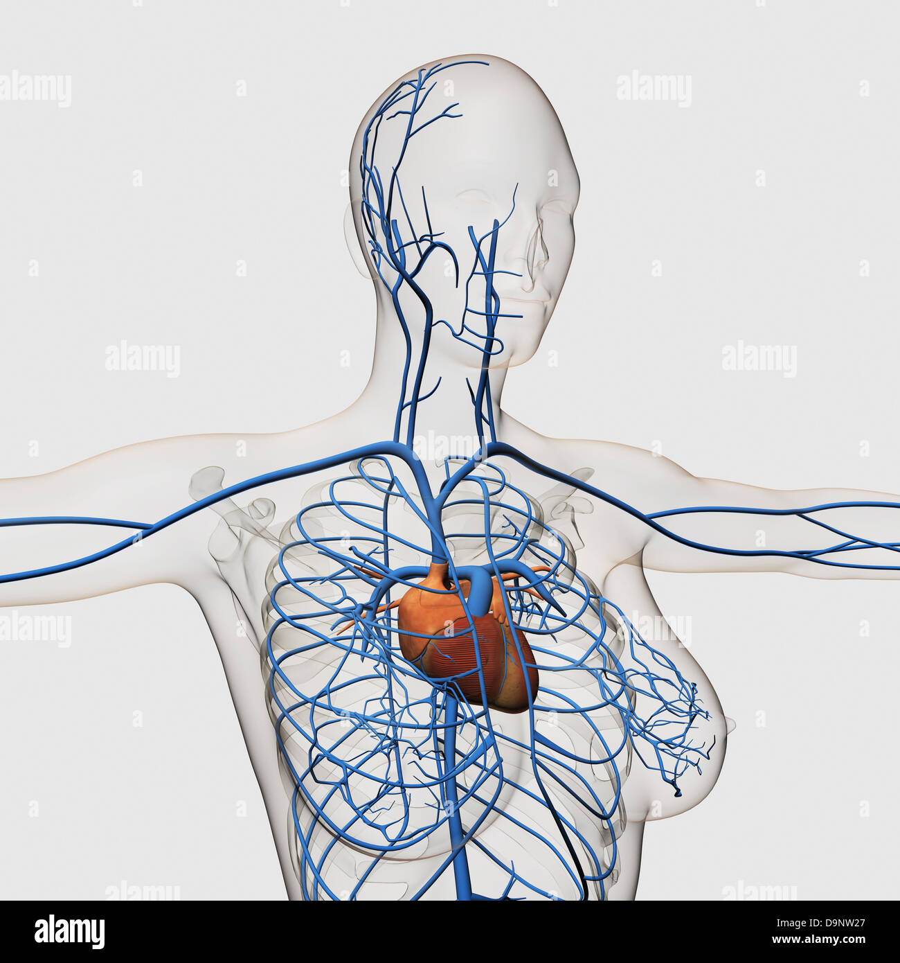 Chest Anatomy High Resolution Stock Photography And Images Alamy