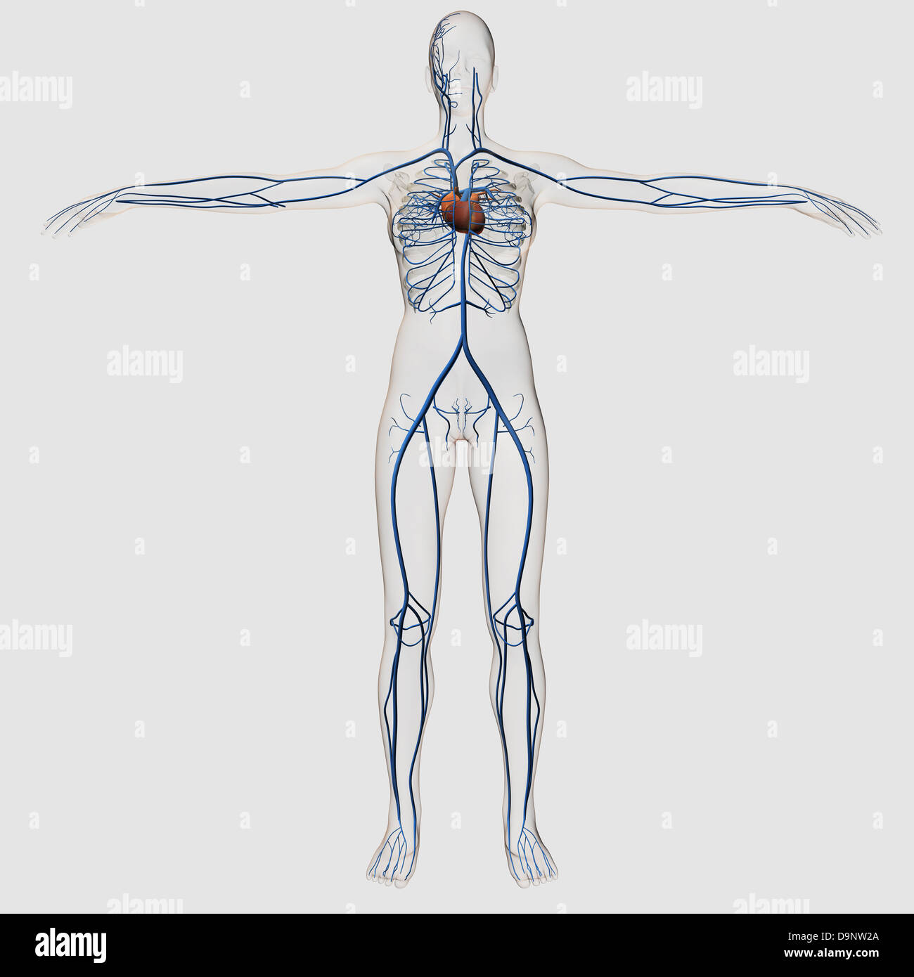Medical illustration of female circulatory system with heart and veins visible, full body view. Stock Photo