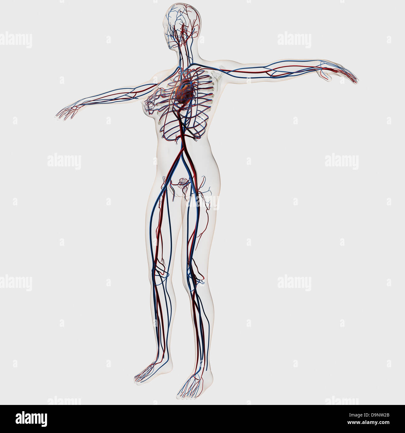 Medical illustration of female circulatory system showing arteries and veins with heart at center. Stock Photo