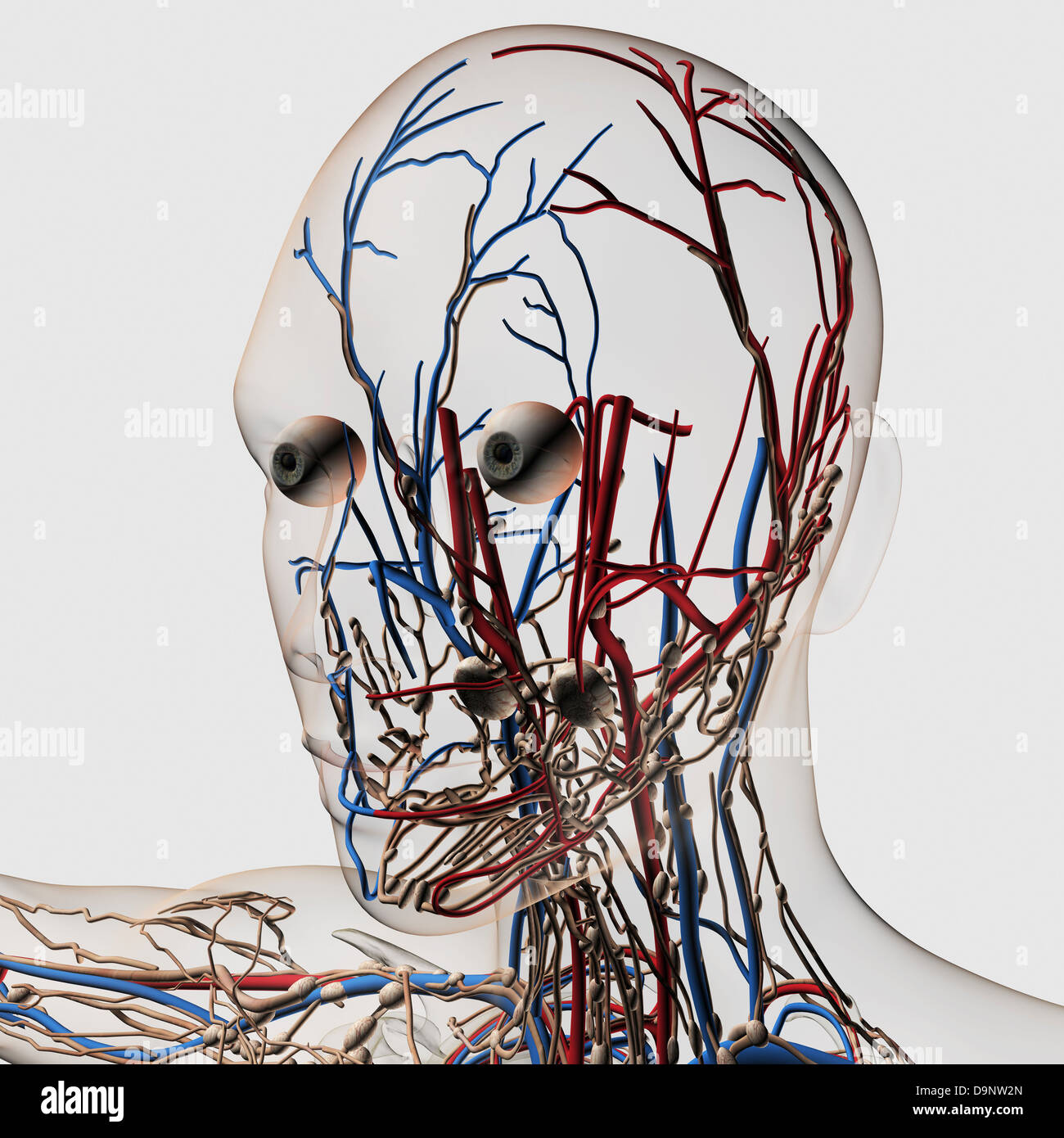 Medical illustration of head arteries, veins and lymphatic system, front view. Stock Photo