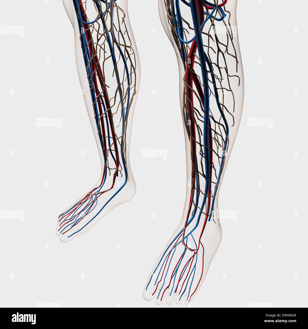 Medical illustration of arteries, veins and lymphatic system in human legs and feet. Stock Photo
