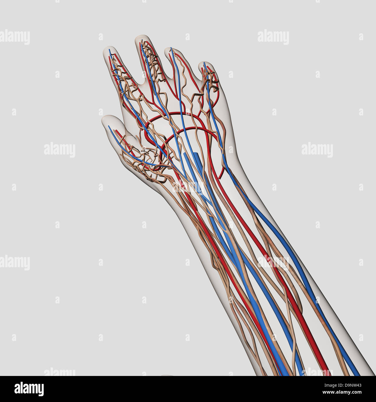 Medical illustration of arteries, veins and lymphatic system in human hand and arm. Stock Photo