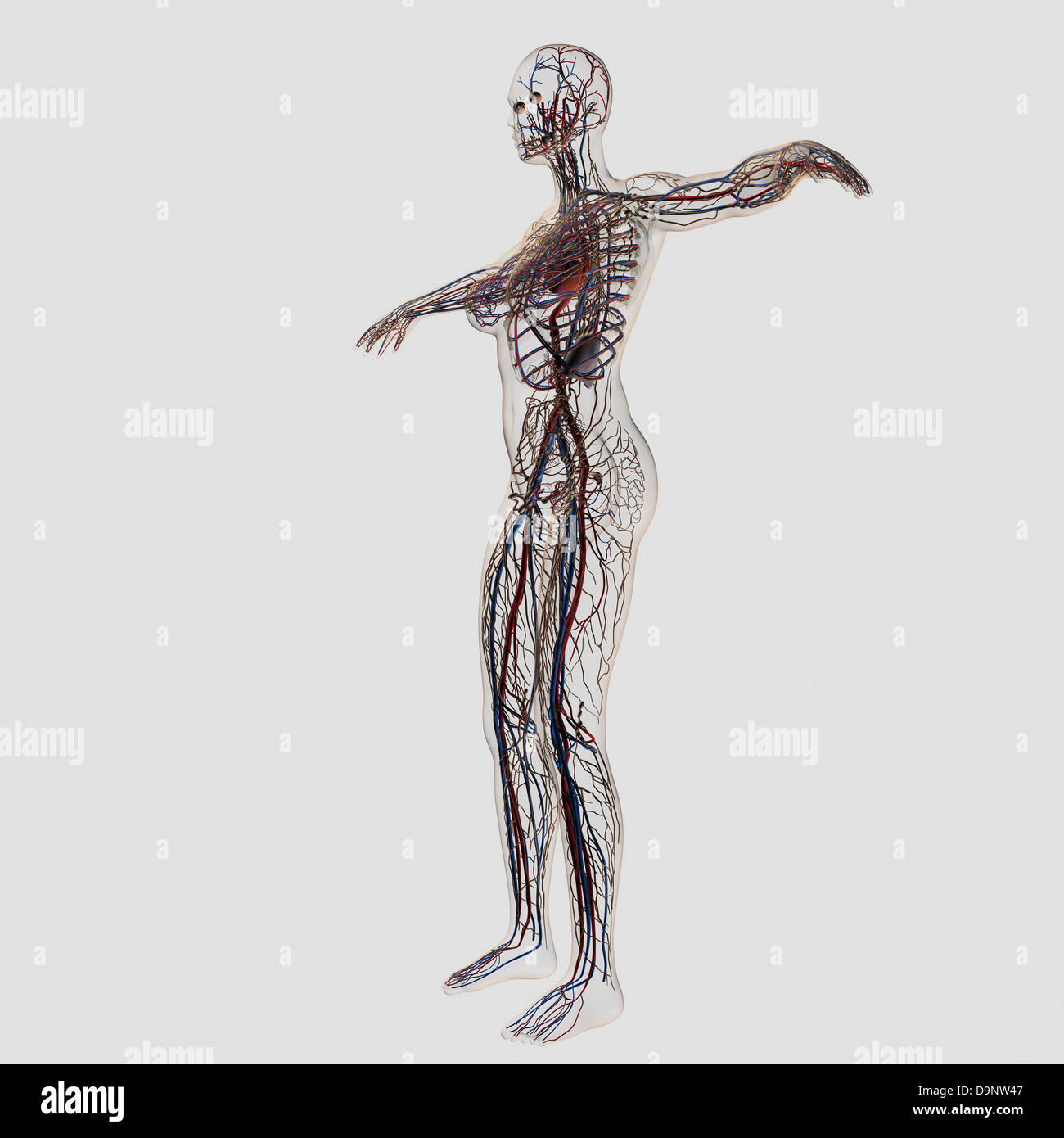 Medical illustration of female arteries, veins and lymphatic system, full body view. Stock Photo