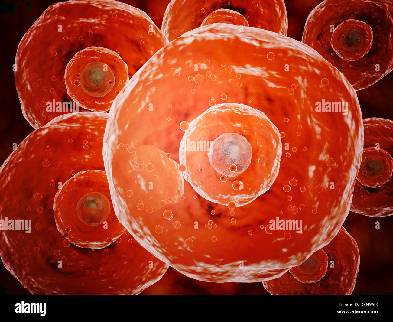 Microscopic view of human B-cells which play a large role in the immune response system. Stock Photo