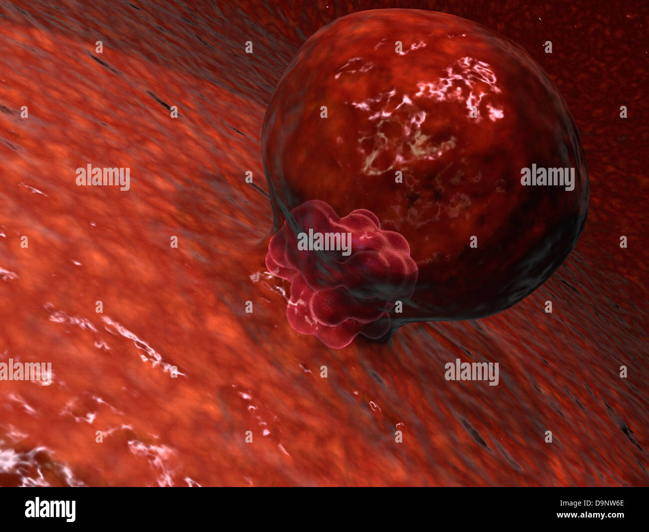 A blastocyst begins implanting in the wall of the uterus. Stock Photo