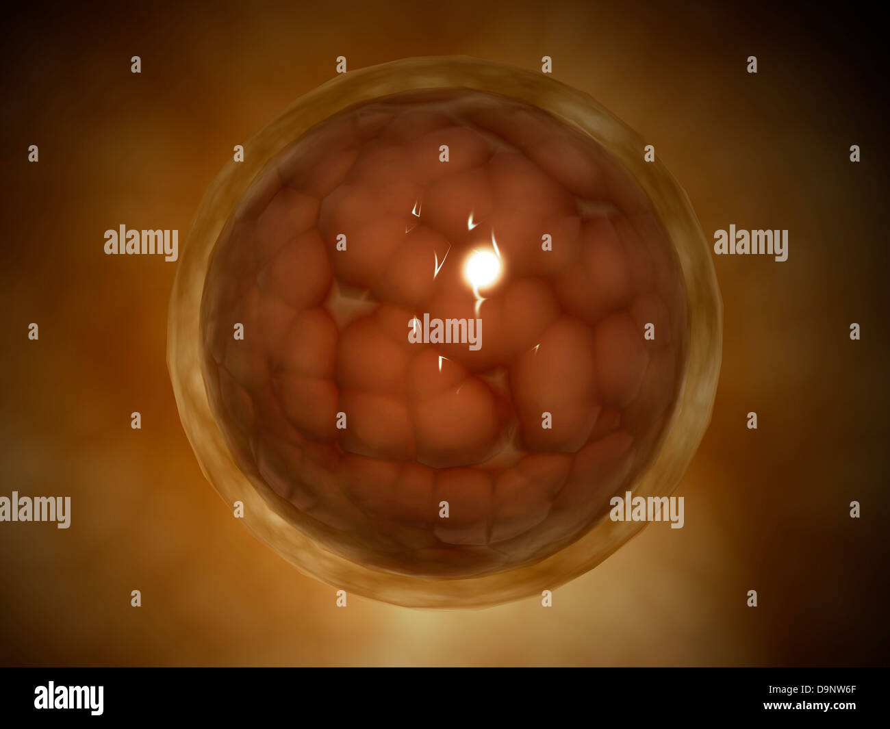 Microscopic view of a blastula during pregnancy. Stock Photo
