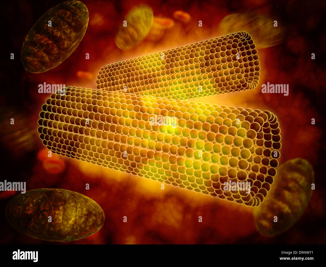 Microscopic view of centrioles within a human cell. Stock Photo