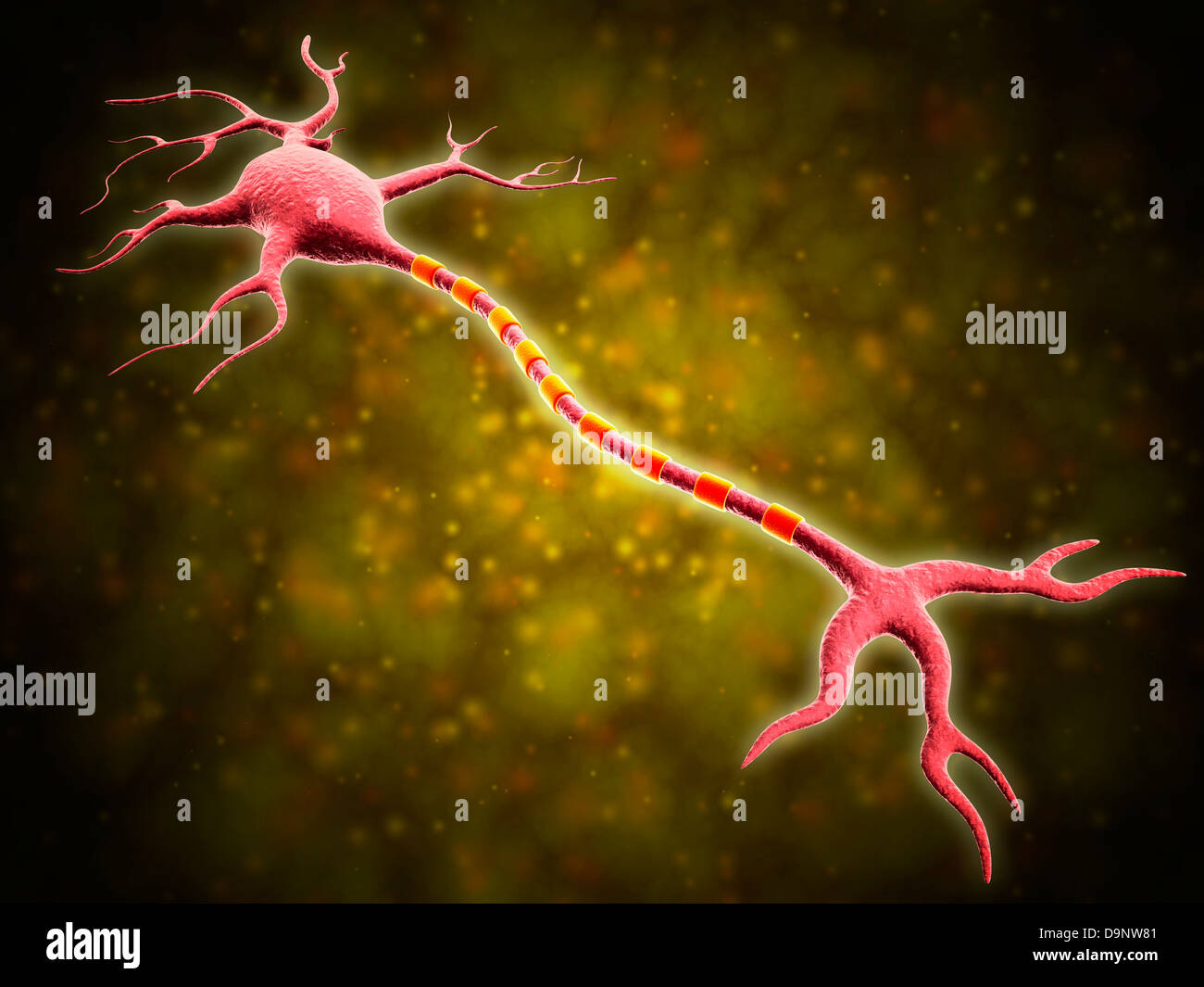 Microscopic view of a multipolar neuron. Multipolar neurons possess a single axon and many dendrites. Stock Photo