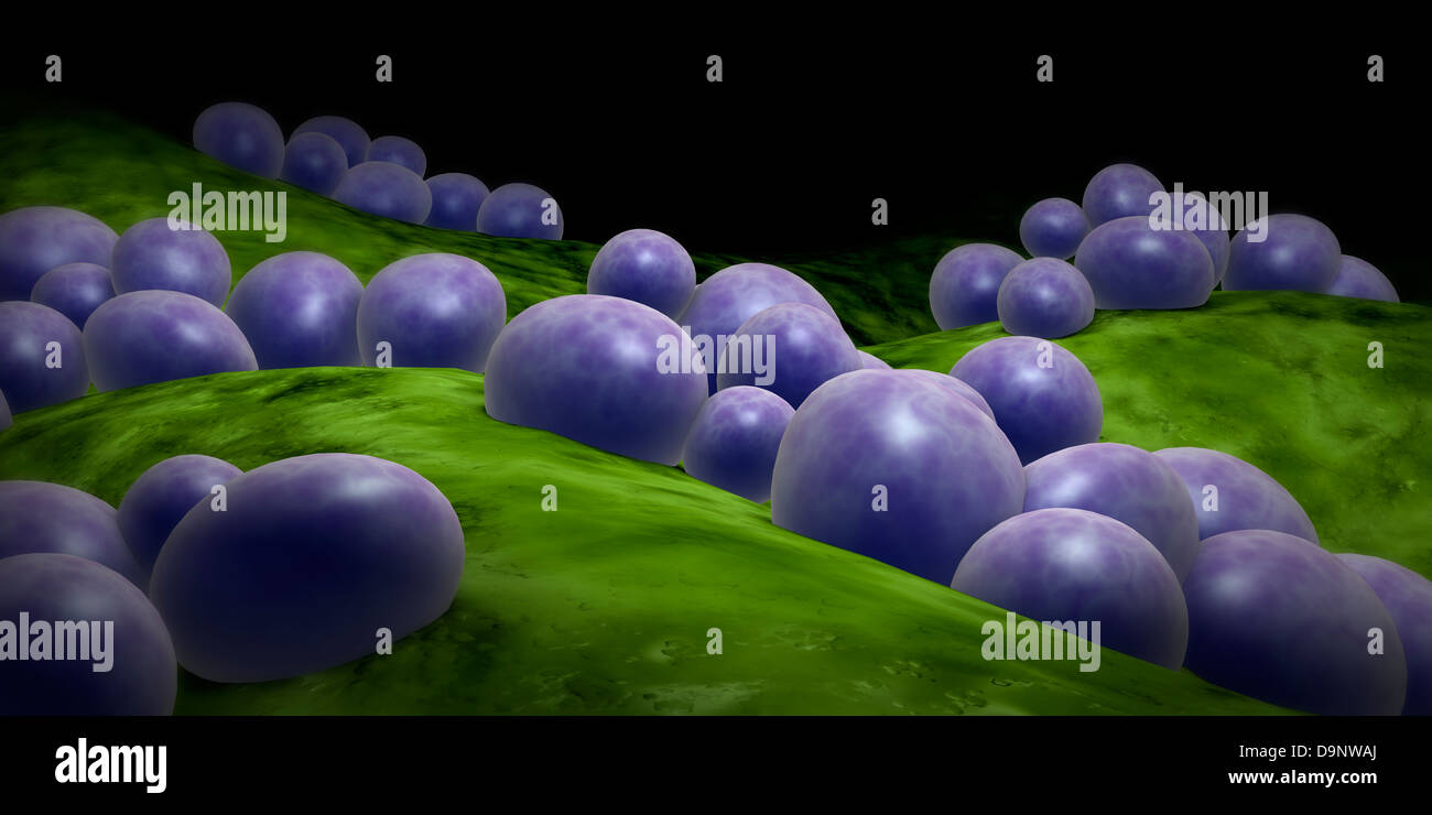 Microscopic view of staphylococcus. Stock Photo