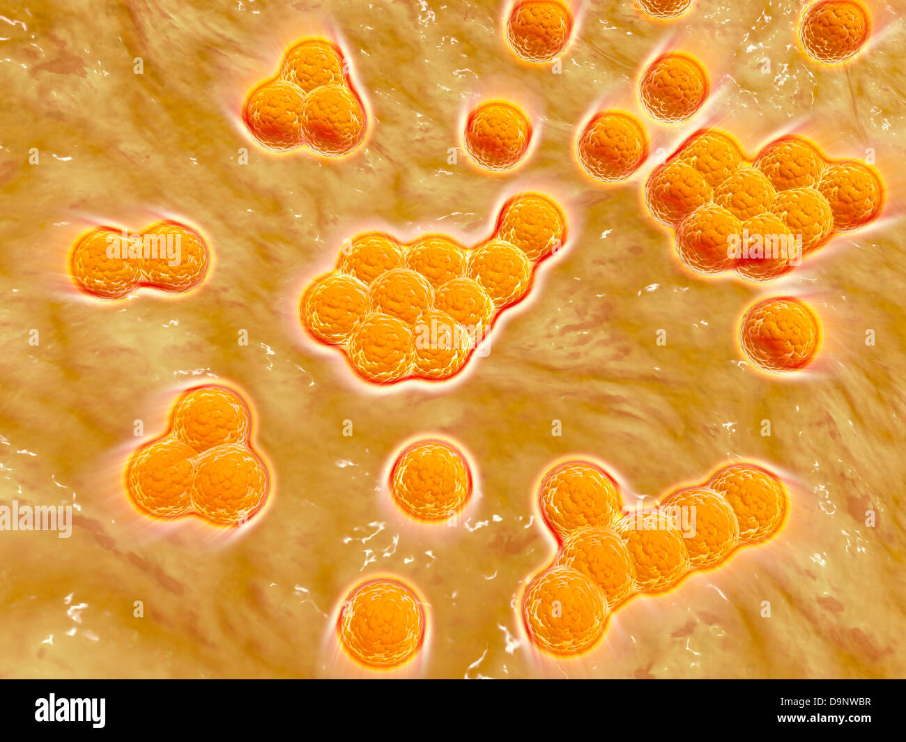 Microscopic view of Methicillin-resistant Staphylococcus aureus. Stock Photo