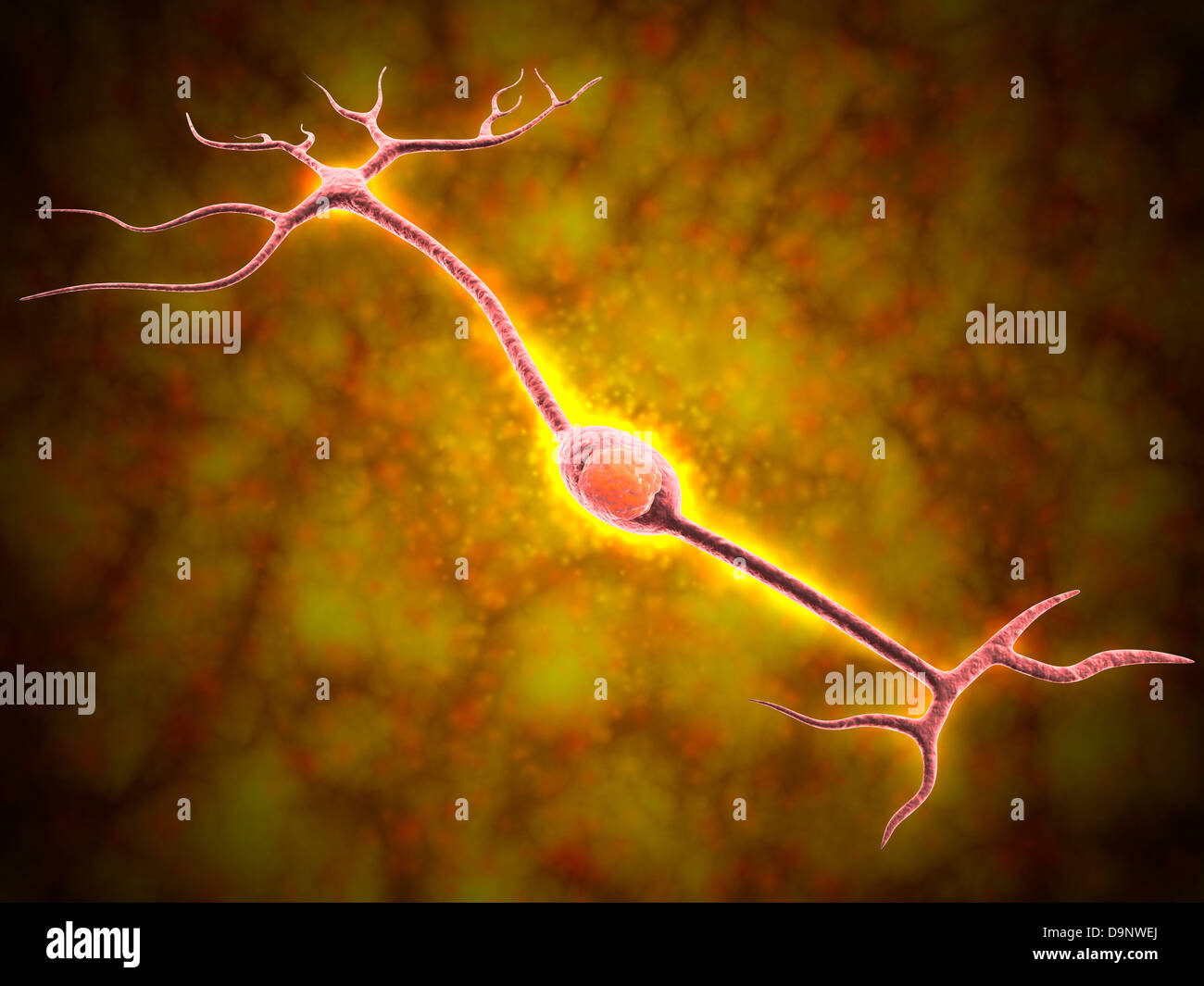 Microscopic view of a bipolar neuron Stock Photo