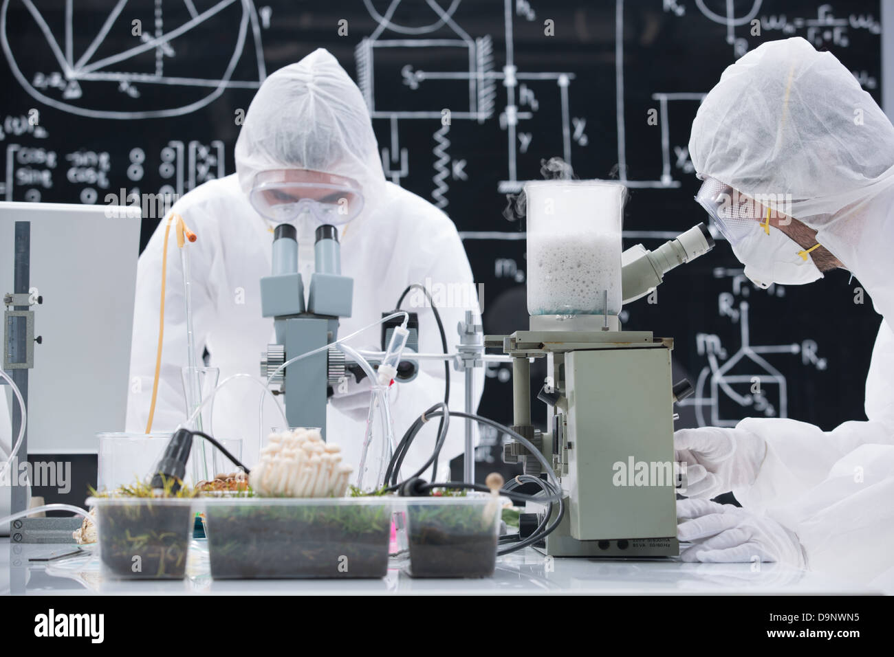 general-view of two people analyzing under microscope in a chemistry lab around sprouted plants and mushrooms Stock Photo