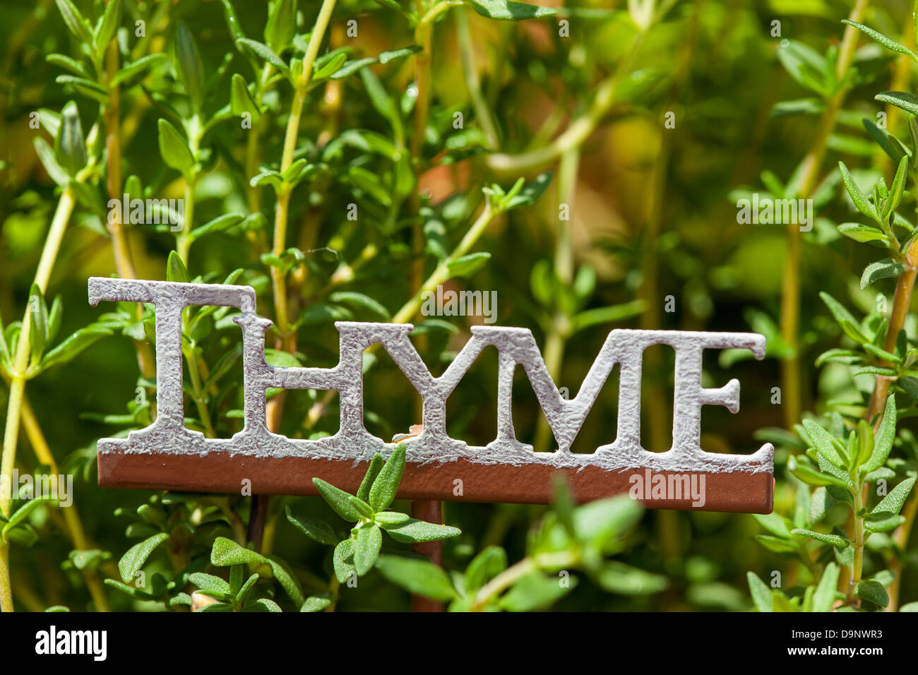 Fresh thyme leaves hires stock photography and images Alamy