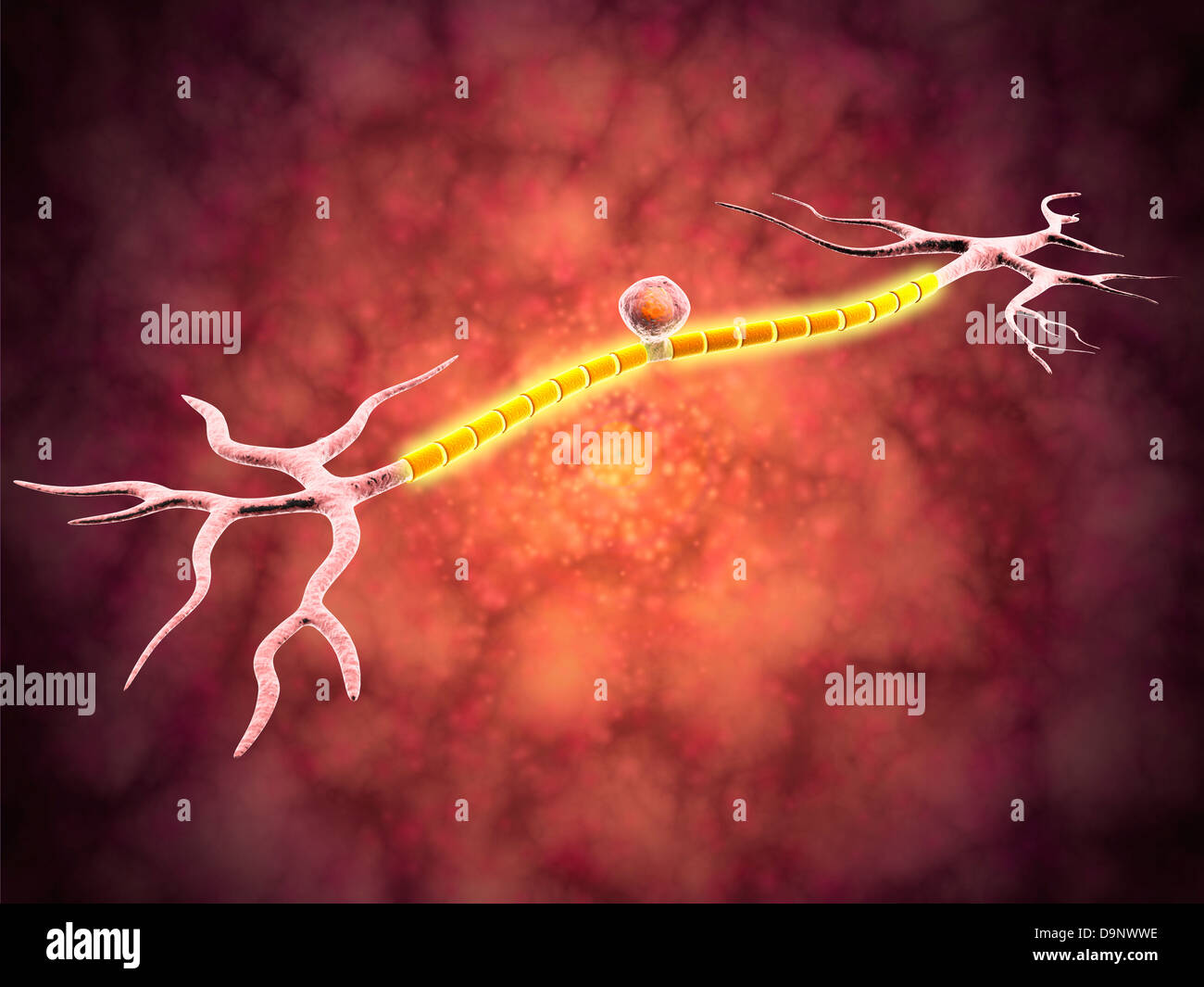 Microscopic view of a unipolar neuron. Stock Photo