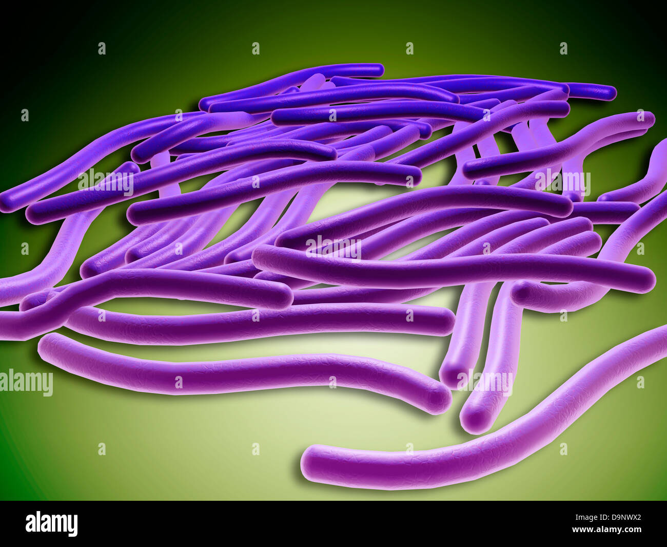 Microscopic view of Legionella pneumophila. Stock Photo