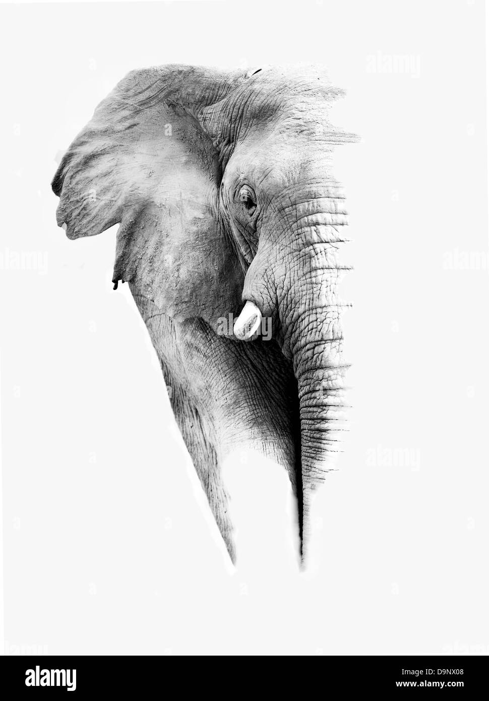Artistic black and white image of an African elephant Stock Photo