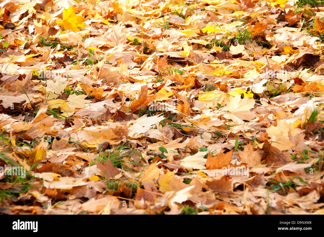 Golden background autumn. Fallen yellow leaves on green grass Stock ...