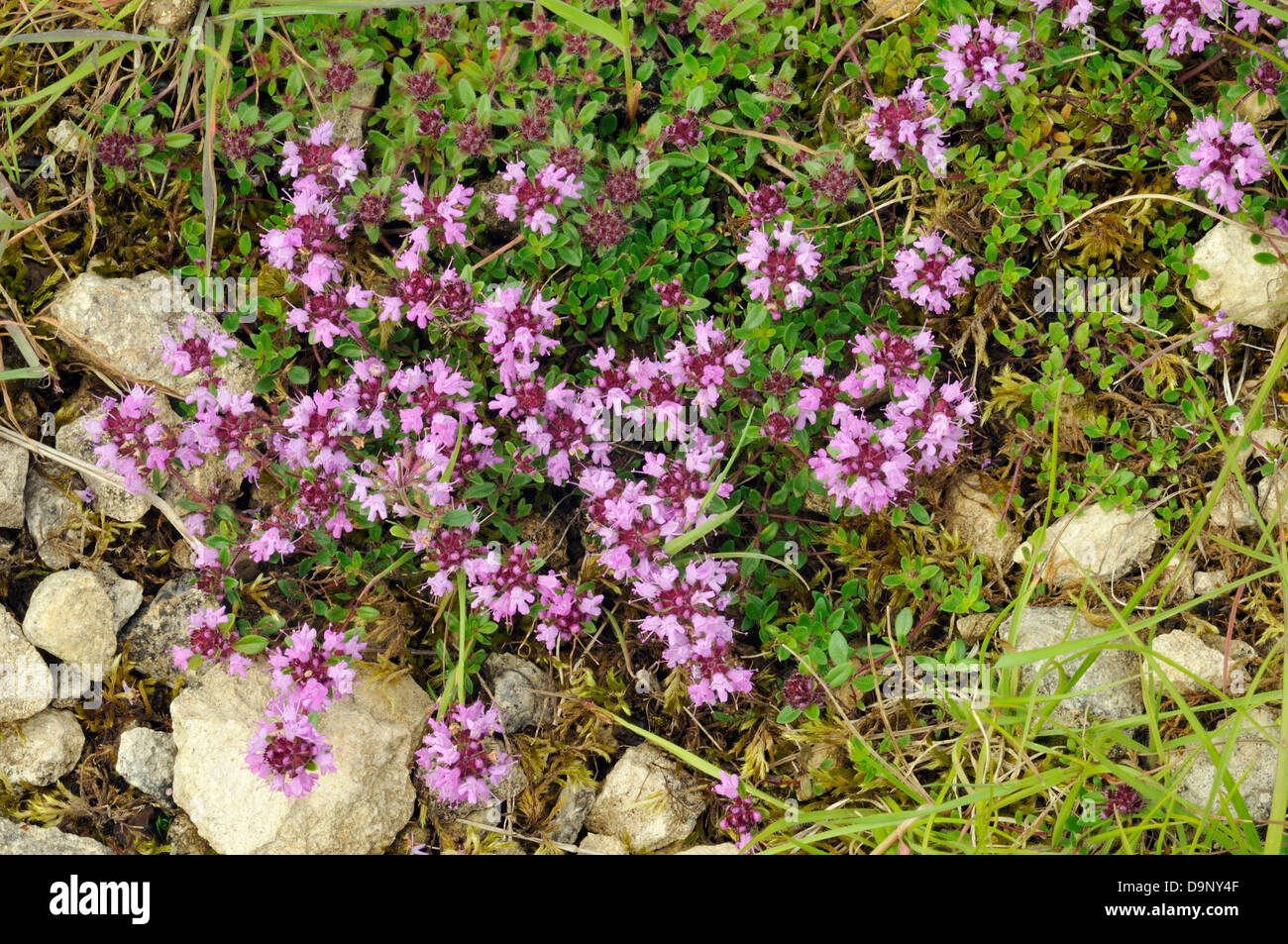 Wild Thyme - Thymus polytrichus In Limestone grassland habitat Stock Photo