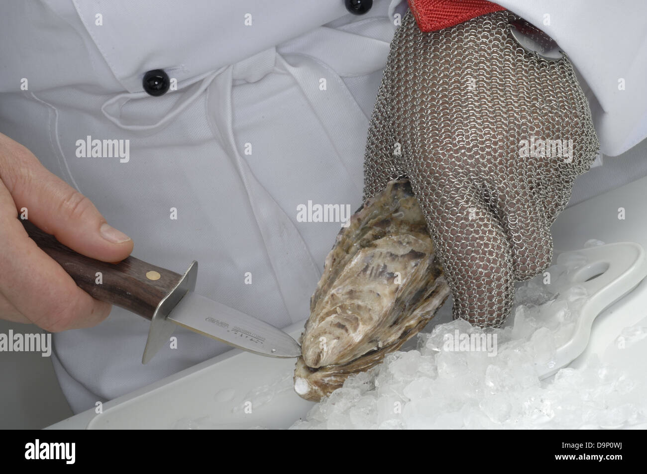 Cook opening an oyster Stock Photo Alamy