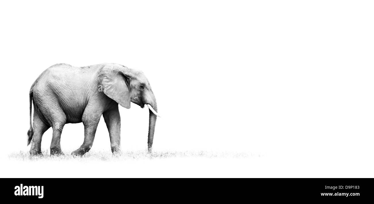 Artistic black and white image of an African elephant Stock Photo