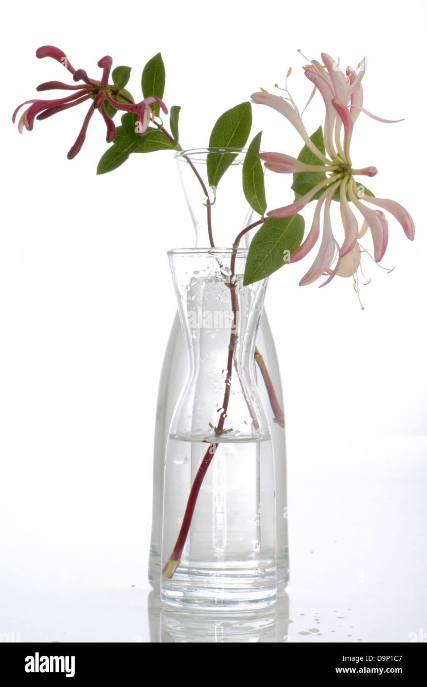 Bach flower remedy with No. 16 Lonicera Caprifolium Stock Photo