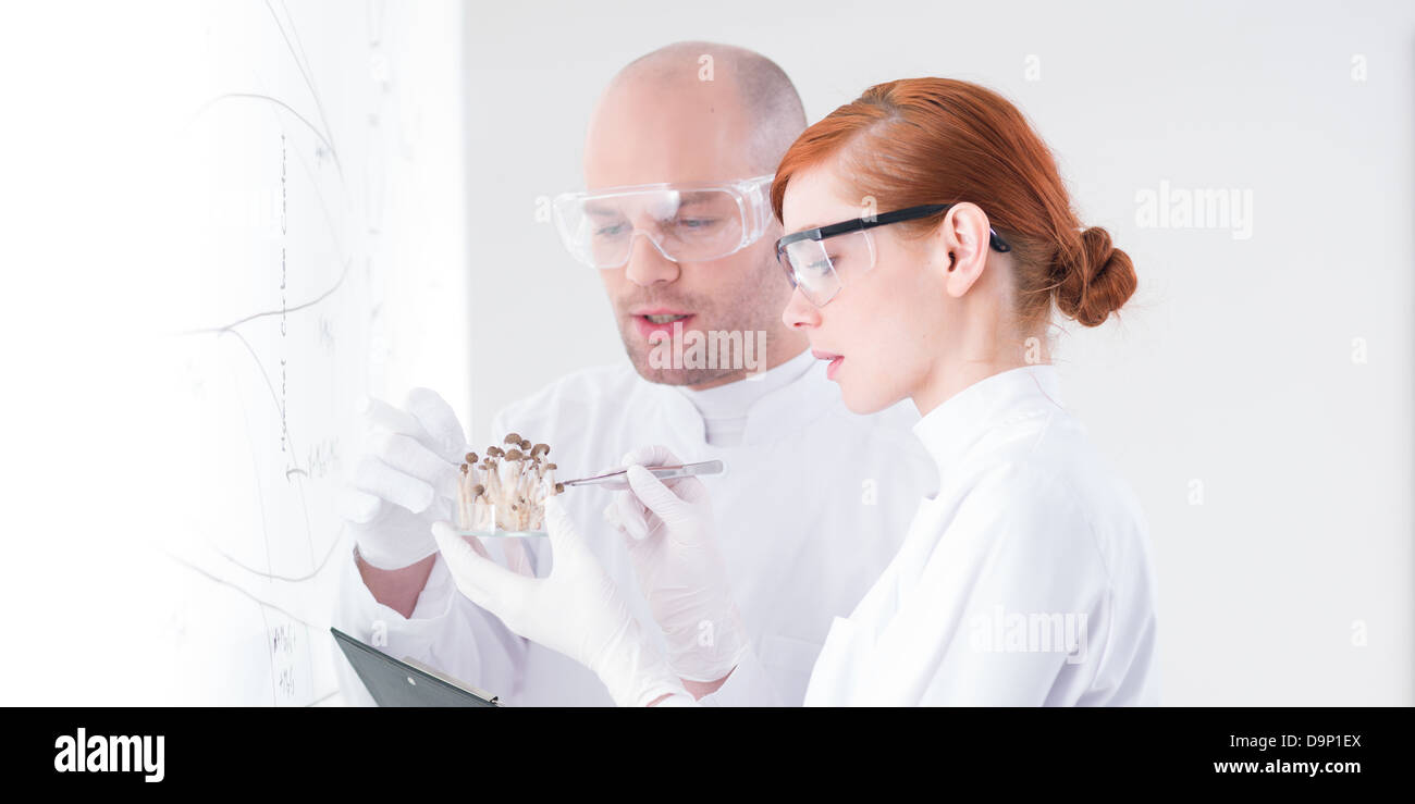 close-up of a teacher and his curious student in a chemistry lab analyzing a bunch of mushrooms in front of a whiteboard Stock Photo