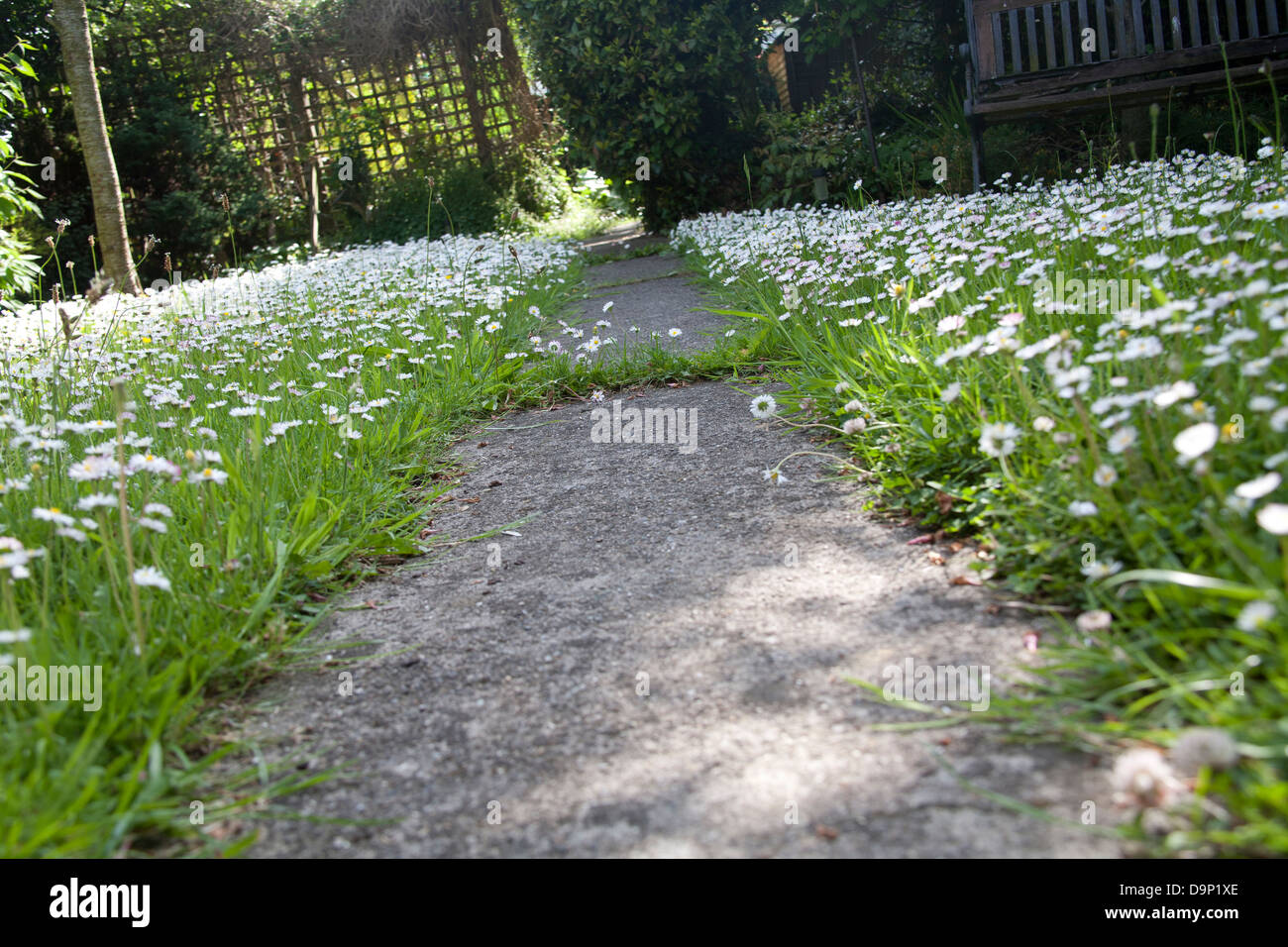 Garden path in Ireland with grass covered in daisies Stock Photo