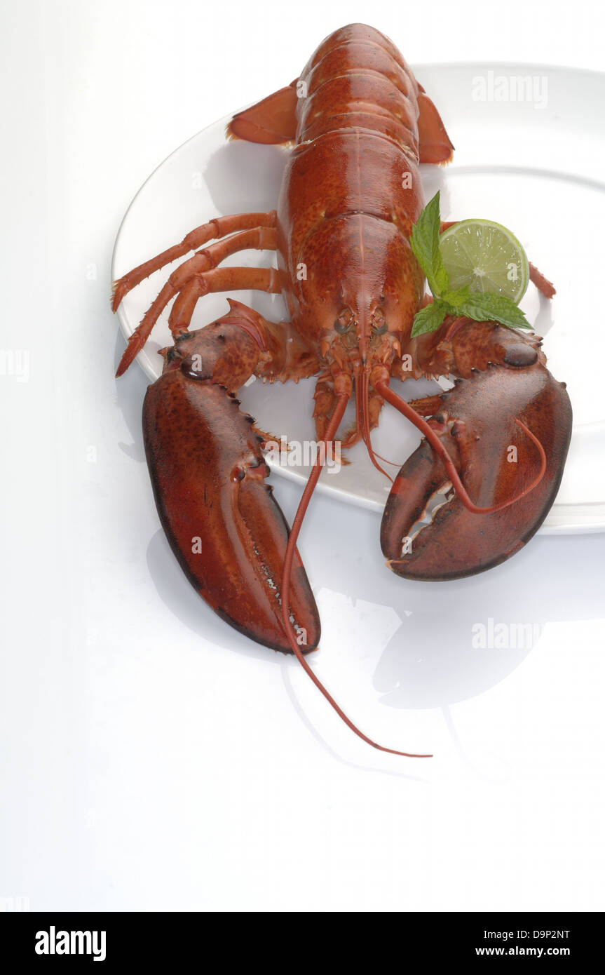 Lobster on a plate Stock Photo Alamy
