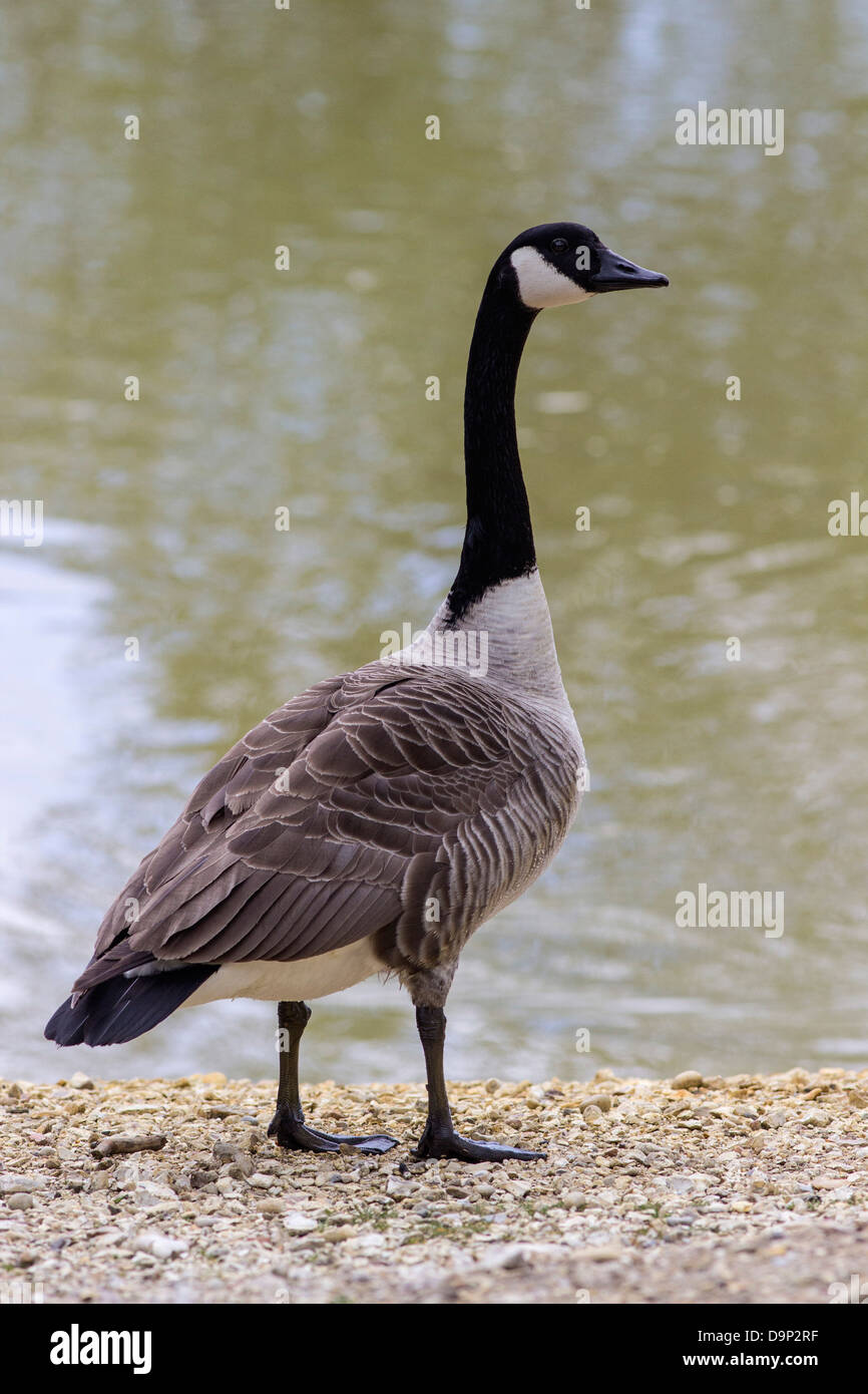 Canada Goose Branta Canadensis Adult Standing Dorset England UK canada-goose-branta-canadensis-adult-standing-dorset-england-uk