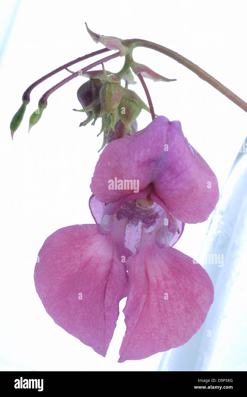 Bach Flower Himalayan Balsam Impatiens Glandulifera Stock Photo Alamy