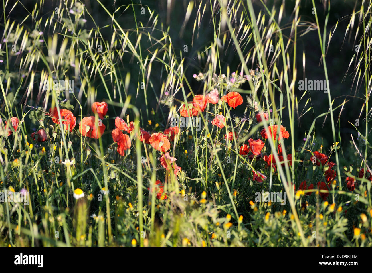 Weeds that are poppies hi-res stock photography and images - Alamy