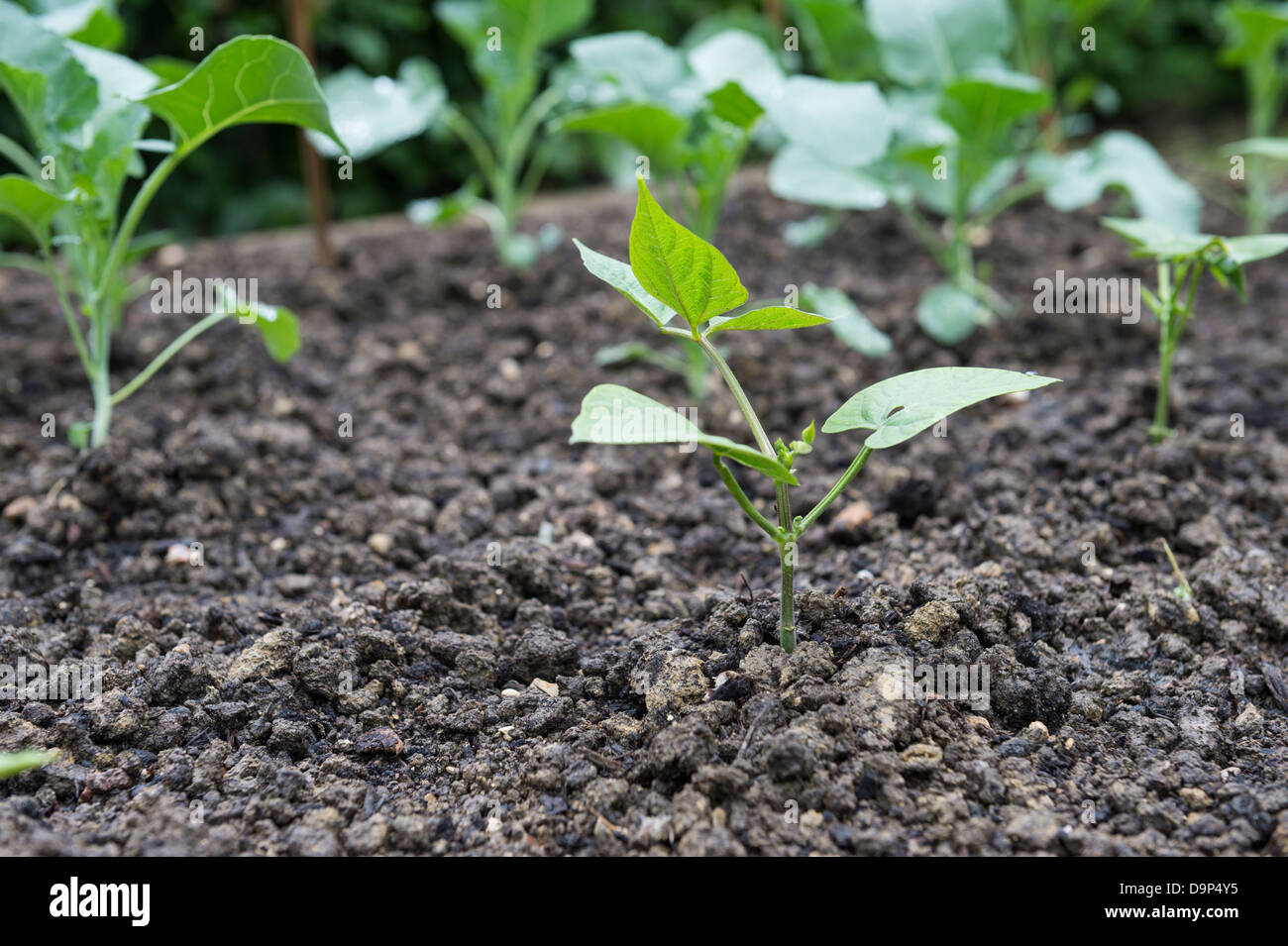 Young Dwarf Bean Plants 'Fandango' in Vegetable Patch, UK, 2013. Stock Photo