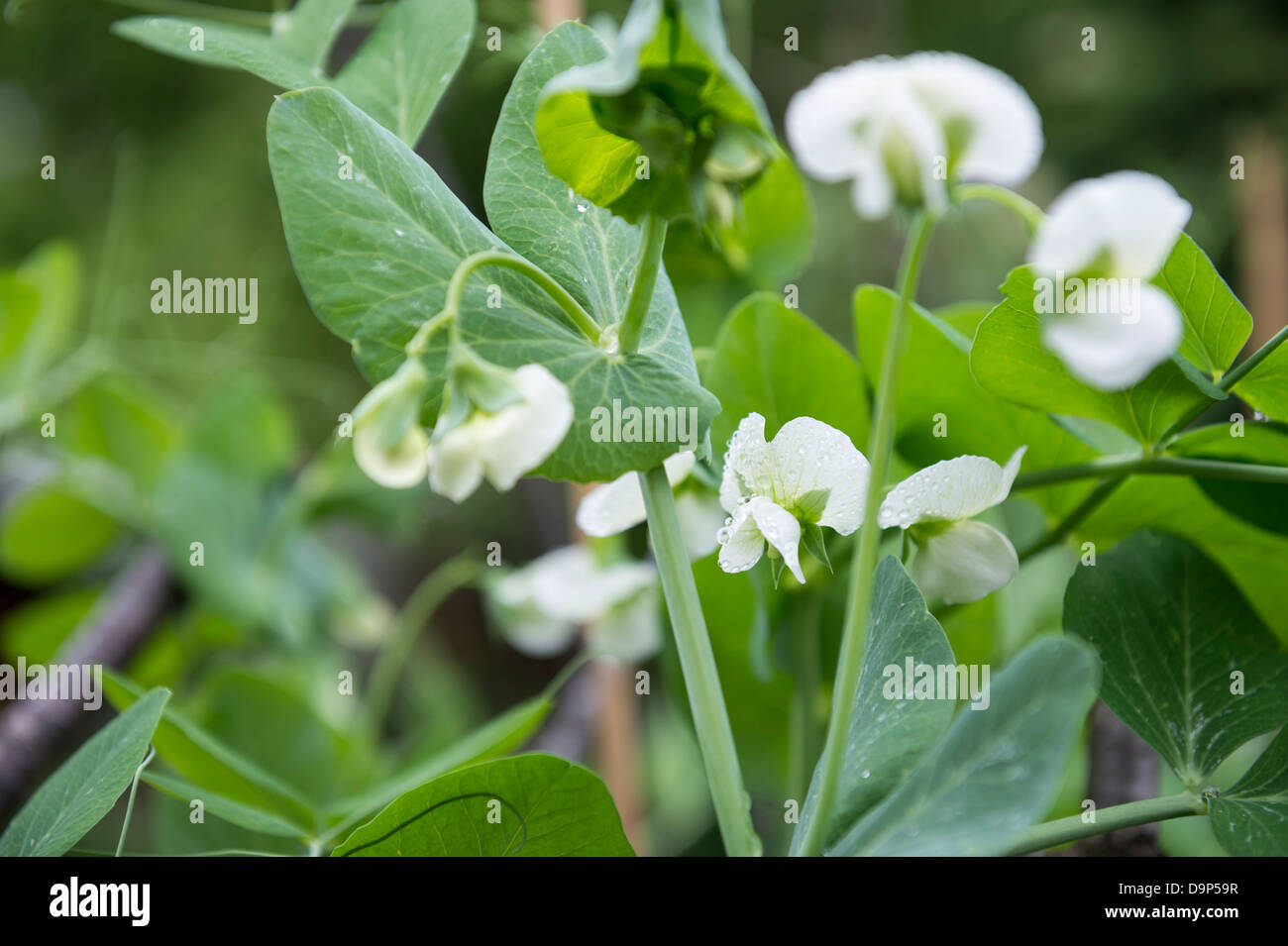 Flowering Pea Plants 'Premium' in Vegetable Patch, UK. Stock Photo