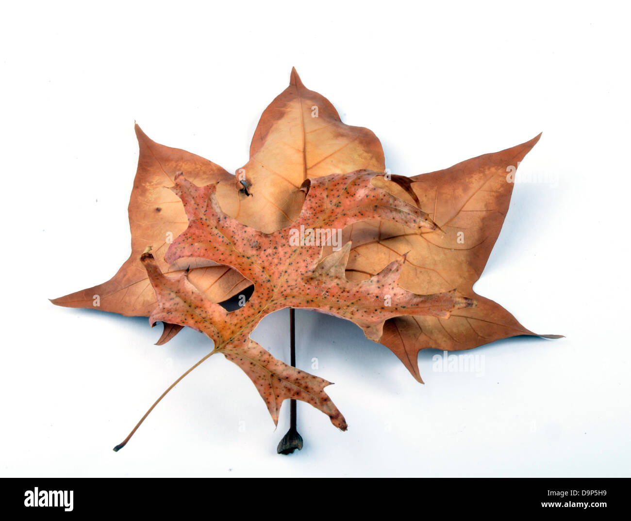 Dried leaves with some autumn colours Stock Photo Alamy