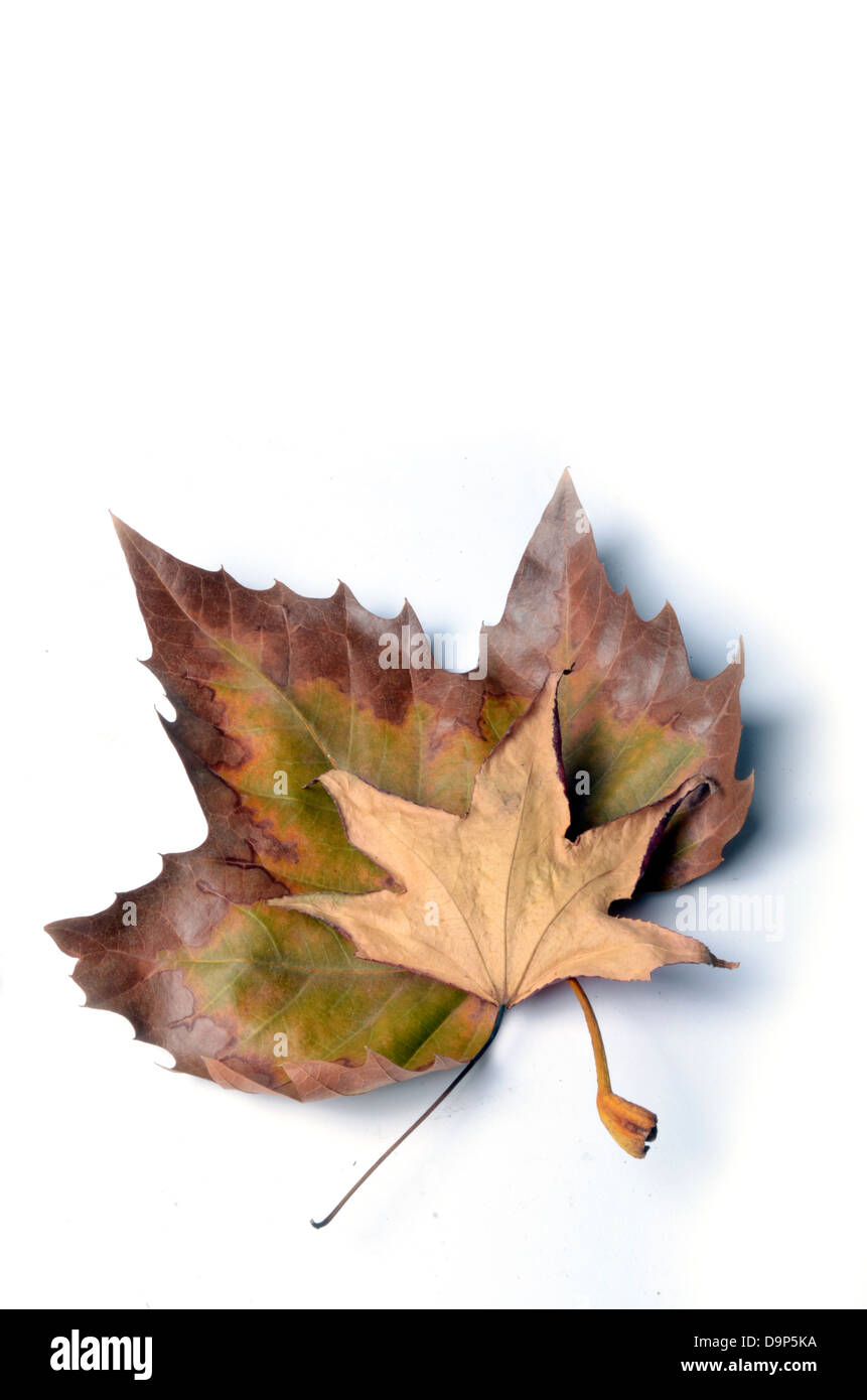 Dried leaves with some autumn colours Stock Photo