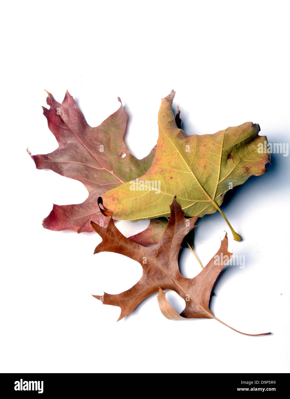 Dried leaves with some autumn colours Stock Photo