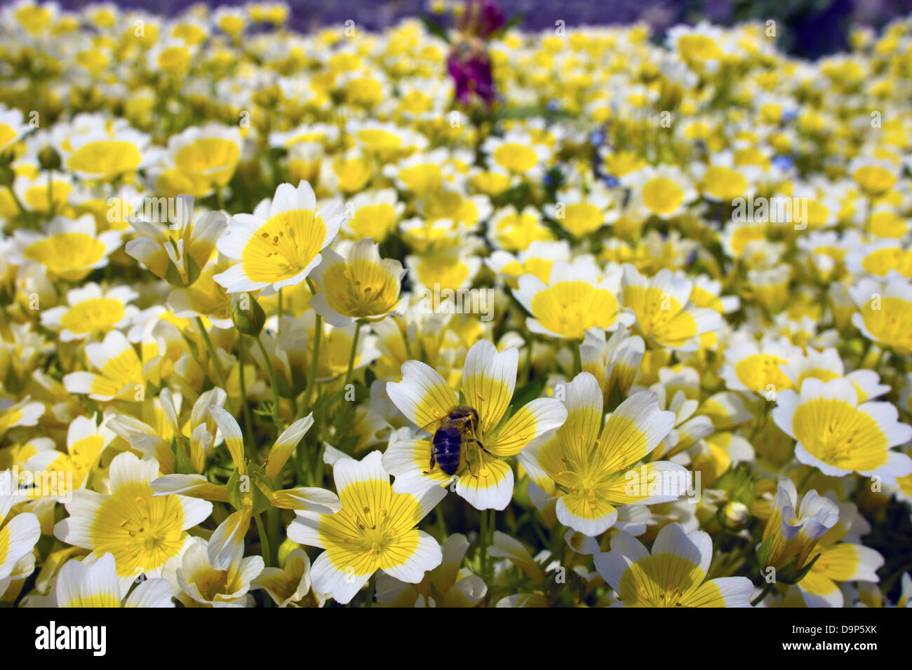 Yellow and white flowers Limnanthes Douglasii is commonly known as poached egg plant or fried egg plant. Stock Photo