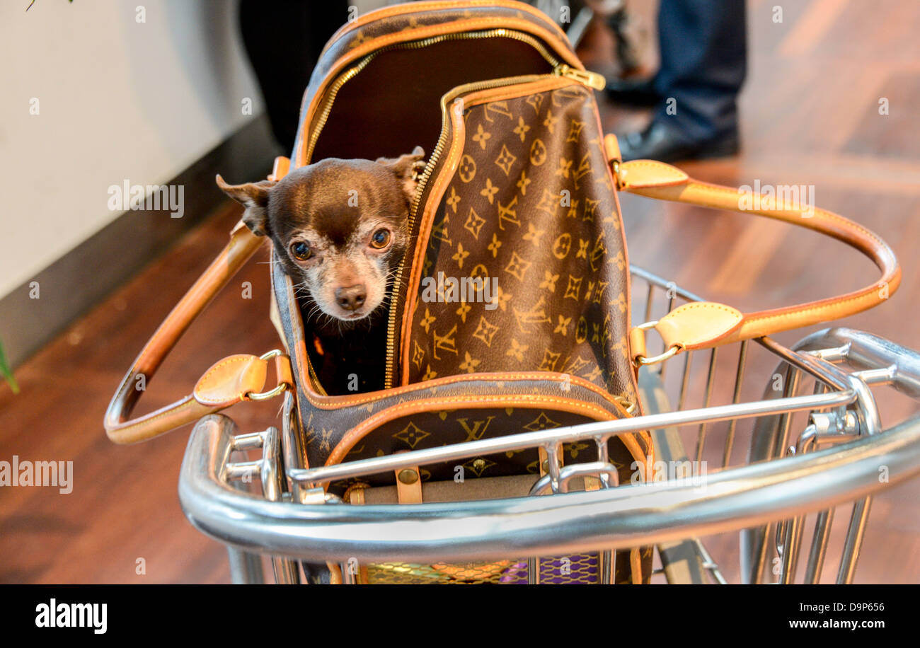 A small Chihuahua dog traveling in a Louis Vuitton designer bag at Stockholm Arlanda Airport in Sweden Stock Photo