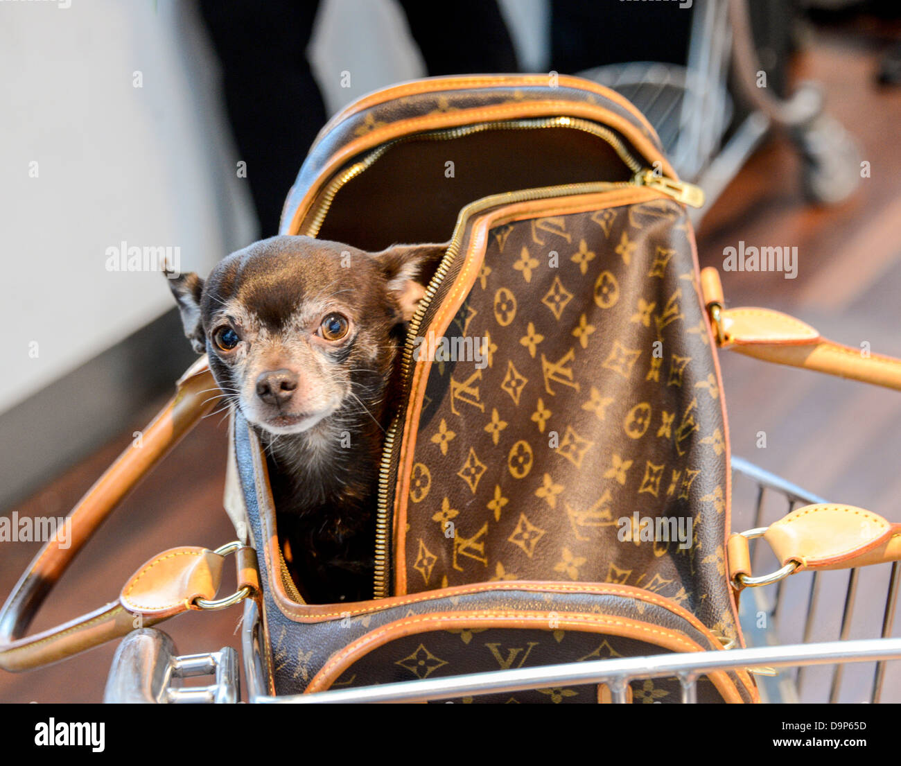 A small Chihuahua dog traveling in a Louis Vuitton designer bag at  Stockholm Arlanda Airport in Sweden Stock Photo - Alamy