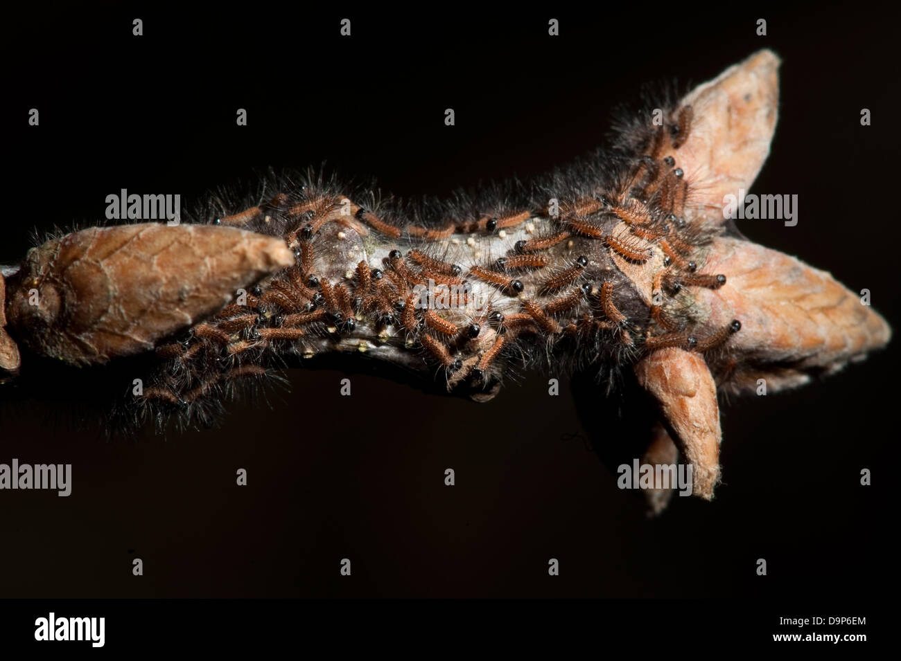 Few days old canker of an oak processionary moth crawls over a bough of an oak. Stock Photo