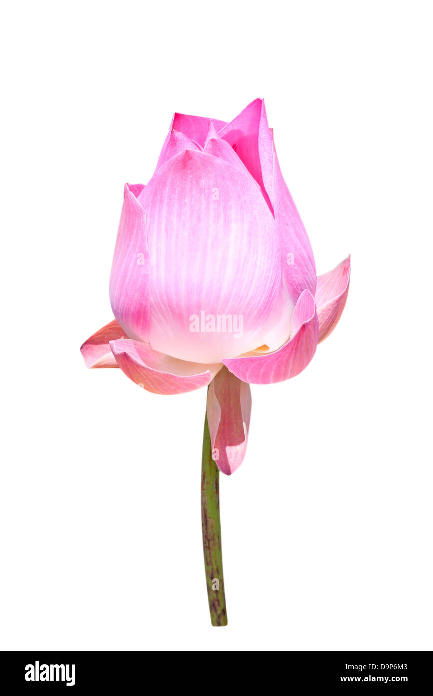 bud lotus flower isolated on white background Stock Photo - Alamy