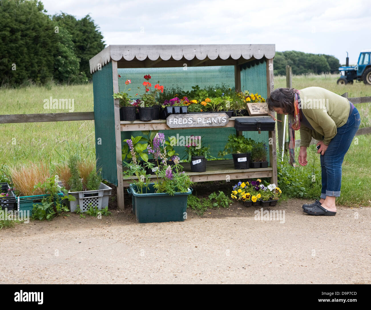 Woman at roadside plant stall Bawdsey, Suffolk, Stock Photo