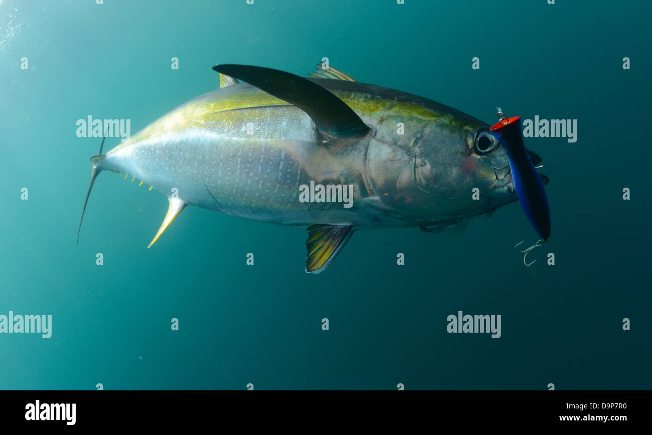 yellowfin tuna fish in ocean with blue lure in its mouth Stock