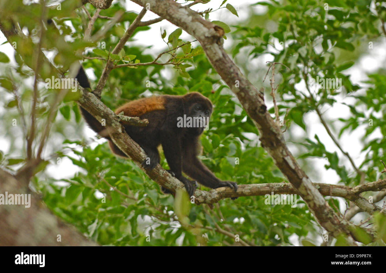 spider monkey in tree in its natural habitat Stock Photo - Alamy