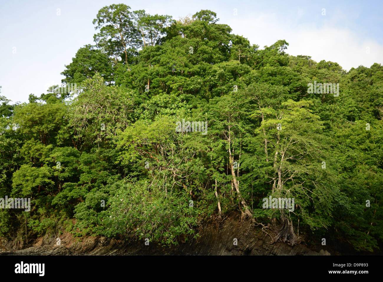 Lush green trees on tropical hi-res stock photography and images - Alamy