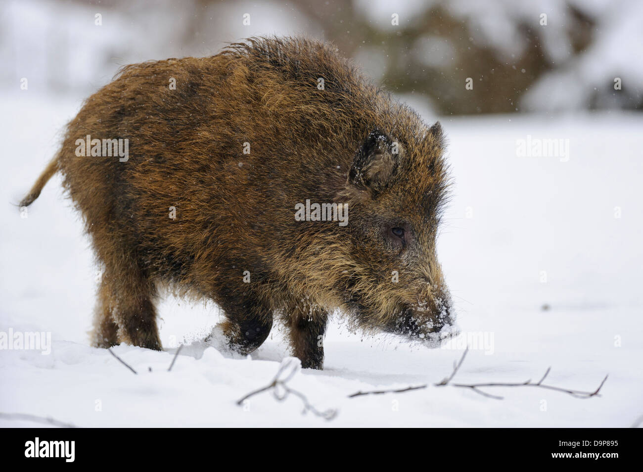 Wild boar, Sus scrofa, Wildschwein, Piglet, Piglets, Frischling, Frischlinge Stock Photo