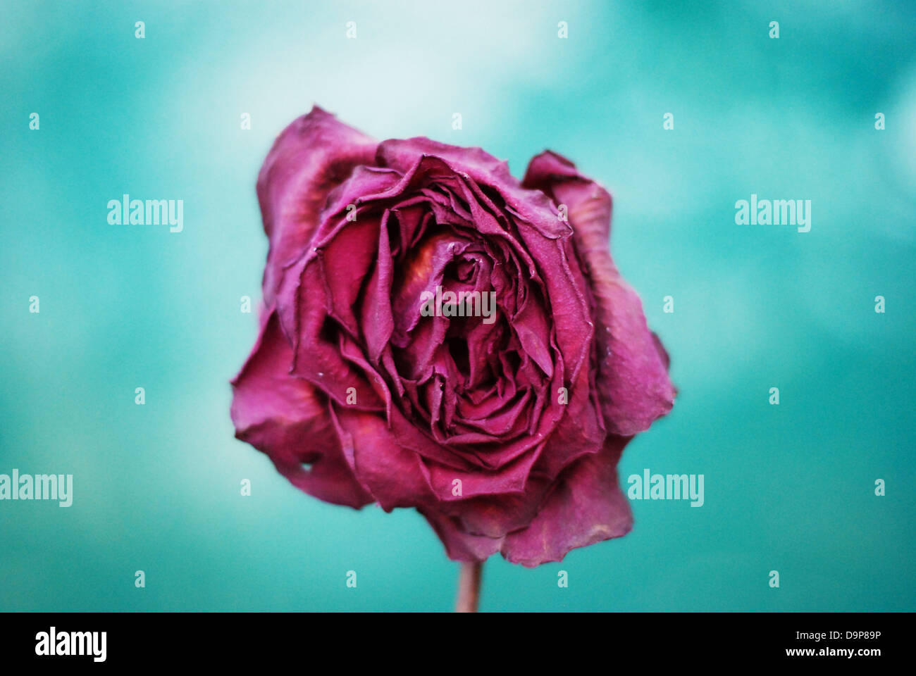 Dead rose hires stock photography and images Alamy