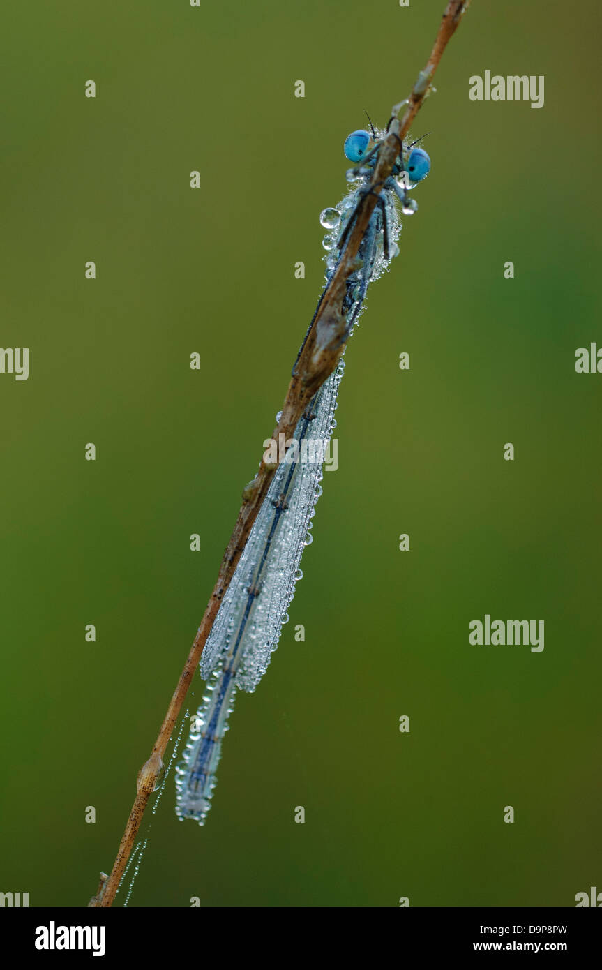 Azure Damselfly, Coenagrion puella, Hufeisen-Azurjungfer, dragon fly Stock Photo
