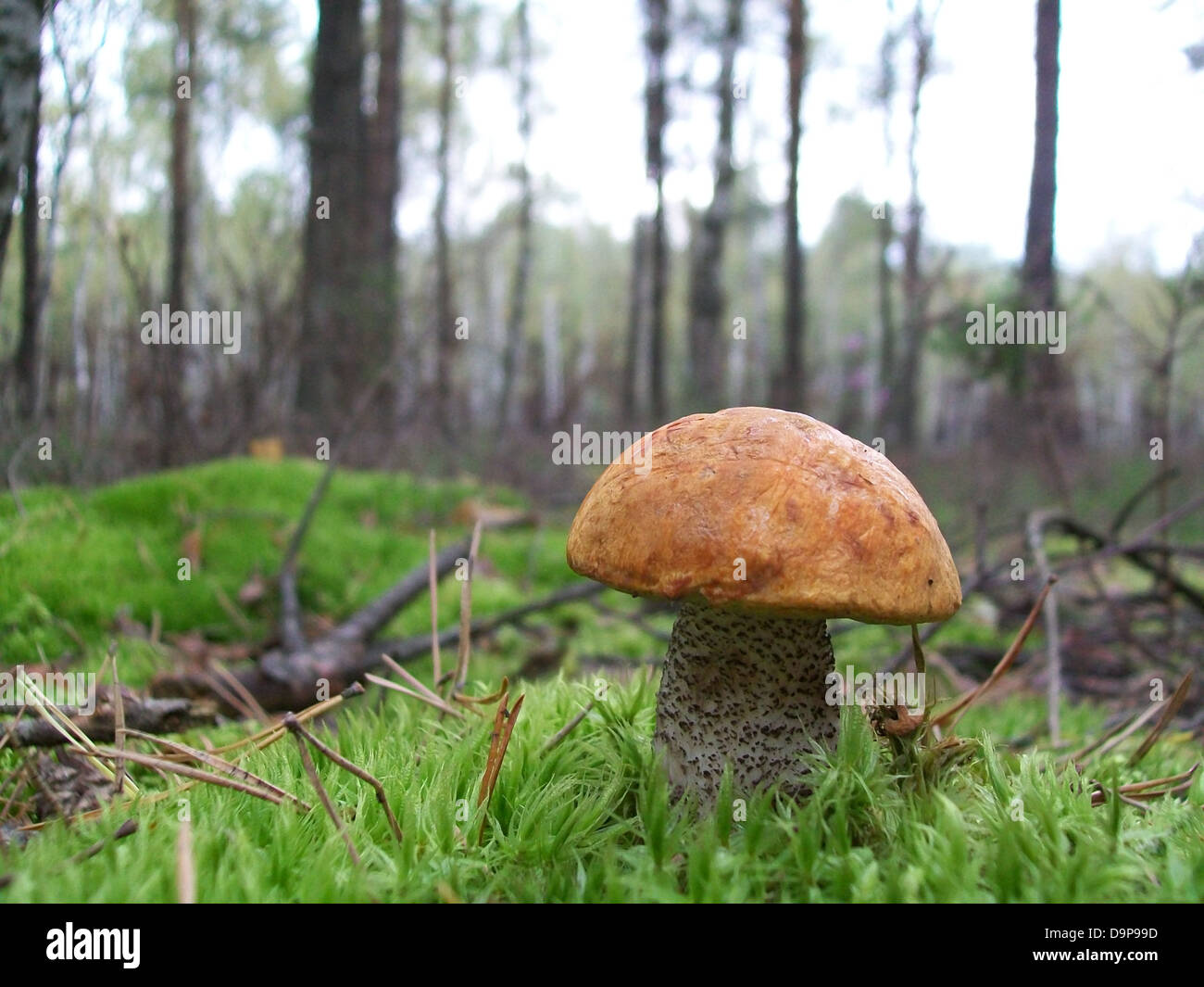 Mushroom Leccinum versipelle in the forest Stock Photo
